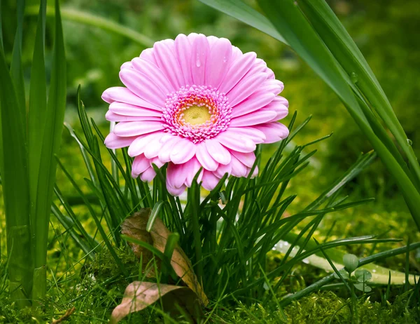 緑豊かな庭園でピンクのヒナギク ロイヤリティフリーのストック写真