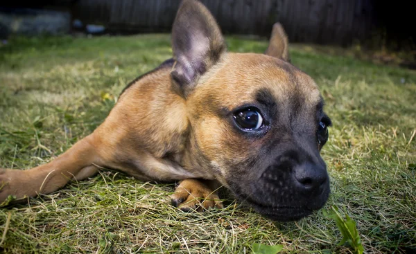 Cachorro na grama — Fotografia de Stock