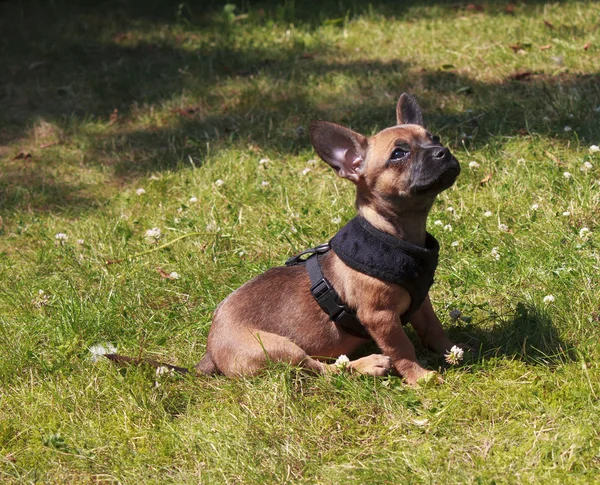 Filhote de cachorro no arnês Fotos De Bancos De Imagens