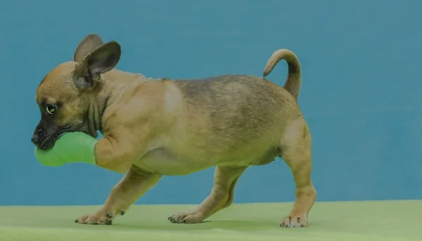 bandaj ile köpek yavrusu