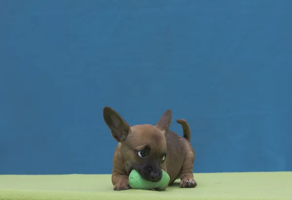 bandaj ile köpek yavrusu