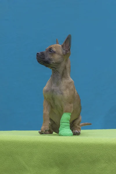 bandaj ile köpek yavrusu