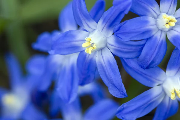 mavi çiçekler arka plan