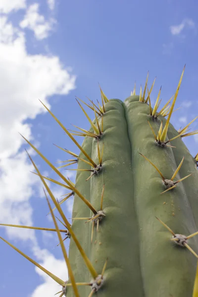 kaktüs mavi gökyüzü