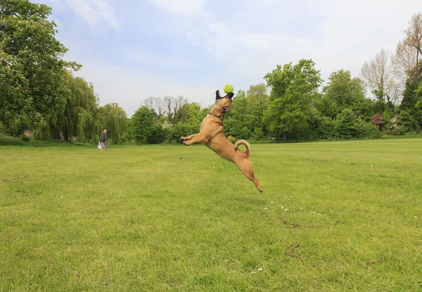 Dog catching a ball