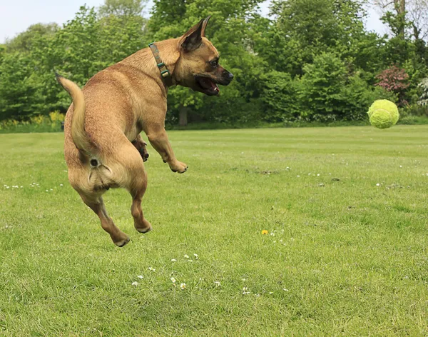 Hunden fånga en boll — Stockfoto