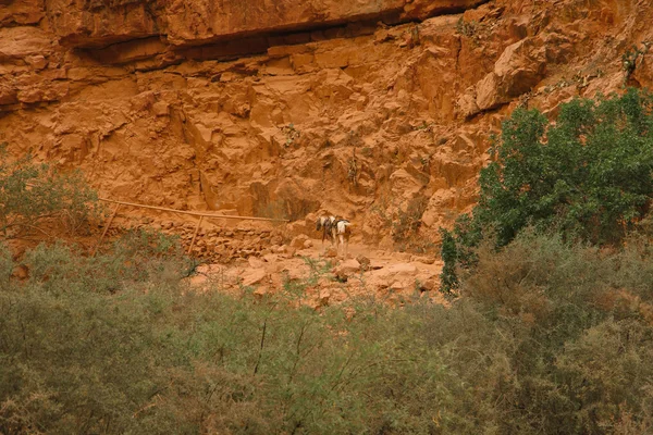 A Grand canyon - öszvér trail — Stock Fotó