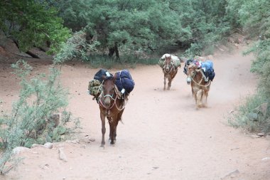 Büyük Kanyon - katır iz