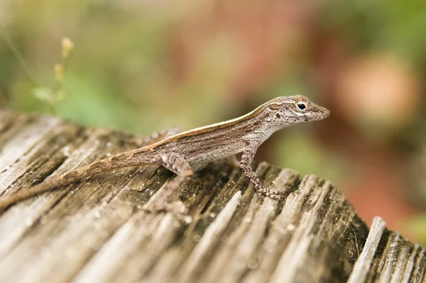 Eidechse — Stockfoto