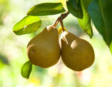 iki armut