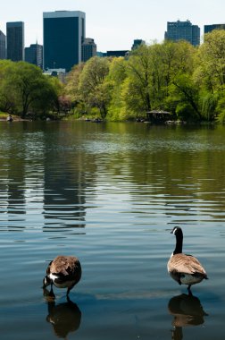 central Park'taki ördekleri