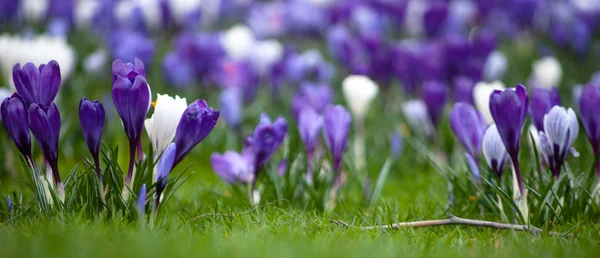 Krokusblüten — Stockfoto