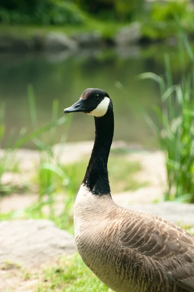 Wildgans — Stockfoto