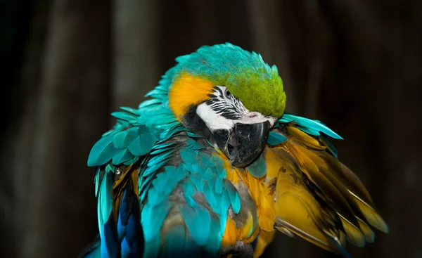 Loro azul —  Fotos de Stock