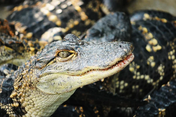 Huvudet av en alligator — Stockfoto