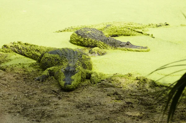 Alligator — Stockfoto