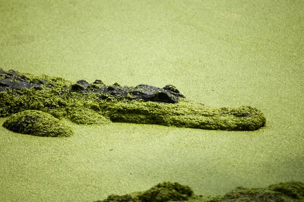 Alligator — Stockfoto