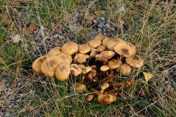 Paddenstoelen — Stockfoto