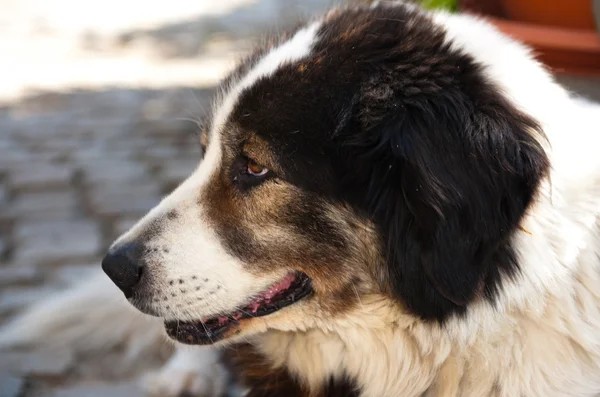 Beyaz köpek — Stok fotoğraf