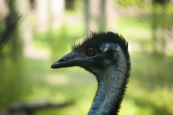 Ostrich Royalty Free Stock Photos