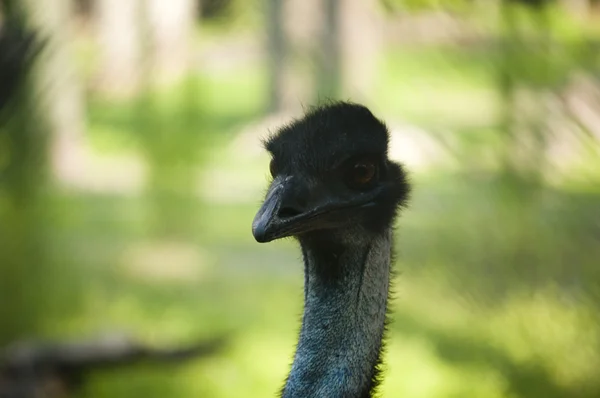 Ostrich Stock Picture
