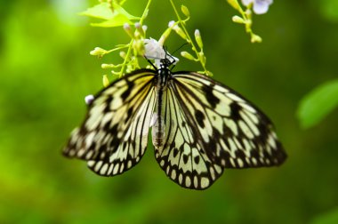 pirinç kağıt kelebek