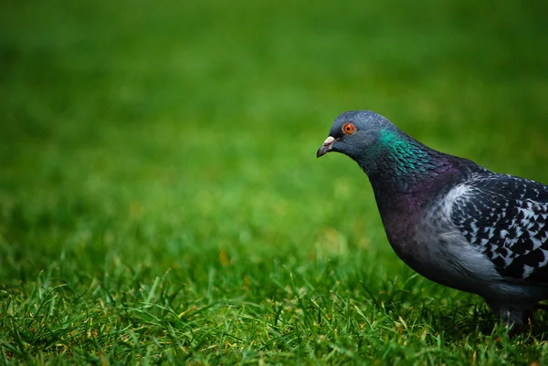 Duif op het gras — Stockfoto