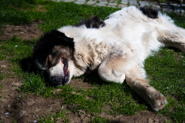 Beyaz köpek — Stok fotoğraf