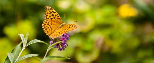 Farfalla — Foto Stock