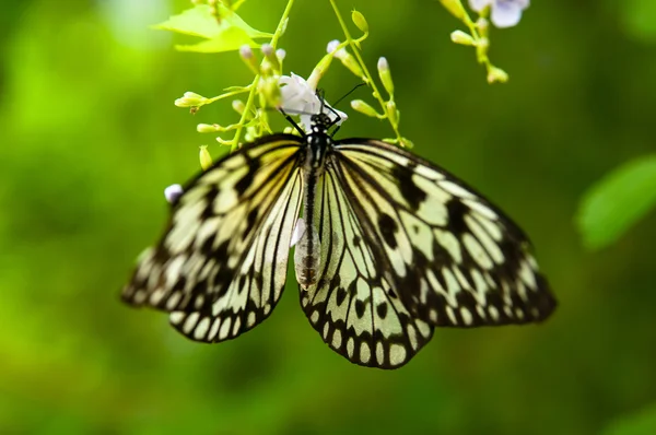 Rýžový papír butterfly — Stock fotografie