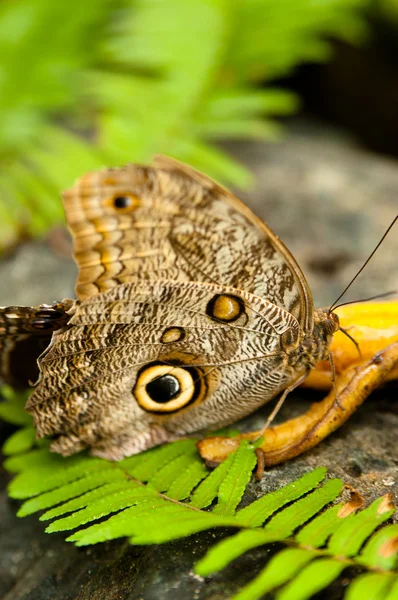 Farfalla tropicale — Foto Stock