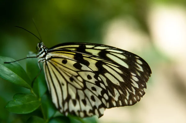 Papier ryżowy motyl — Zdjęcie stockowe