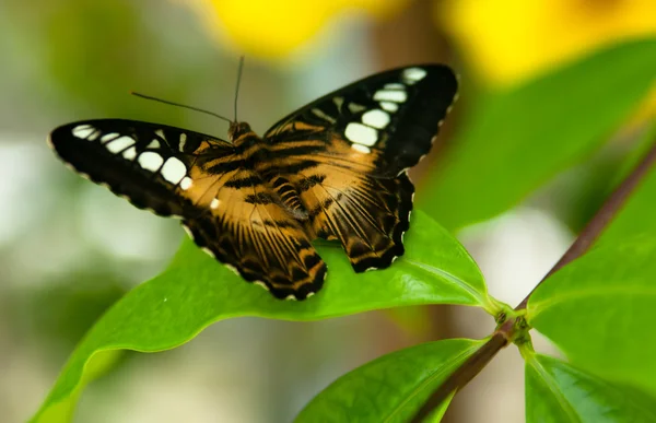 Tropical butterfly — Stock Photo, Image