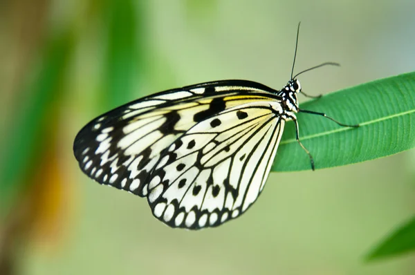 Rýžový papír butterfly — Stock fotografie