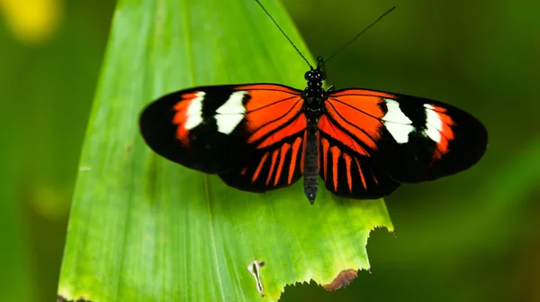 Schmetterling — Stockfoto