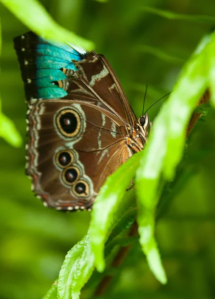 Borboleta tropical — Fotografia de Stock