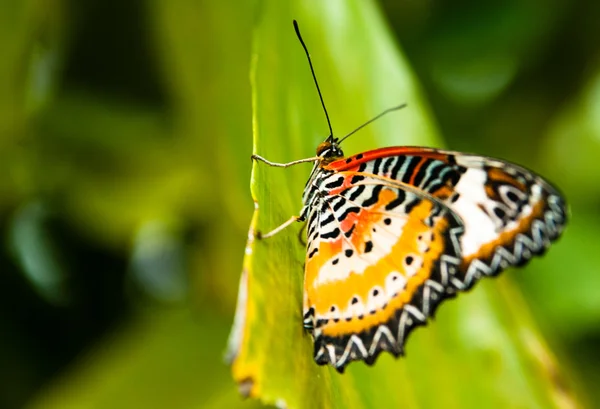 Borboleta — Fotografia de Stock