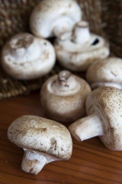 Mushrooms clipart