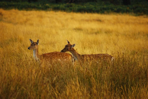 Red deer — Stock Photo, Image