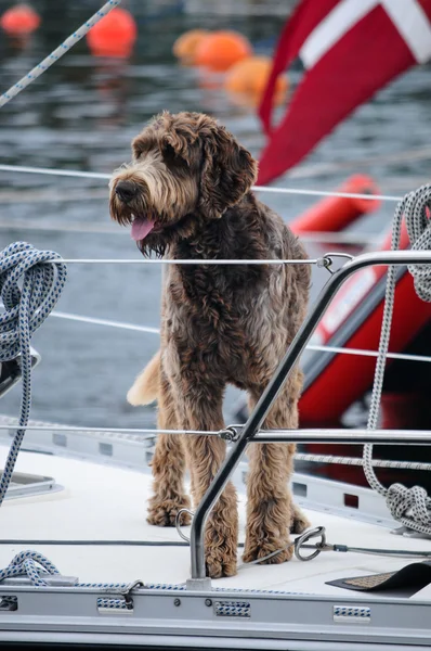 Собака на яхте — стоковое фото