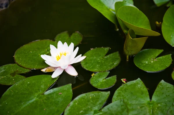 Water lili — Stock Photo, Image