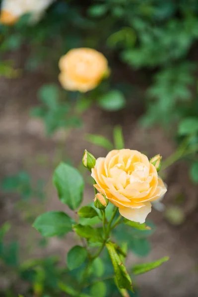 Rosa. —  Fotos de Stock