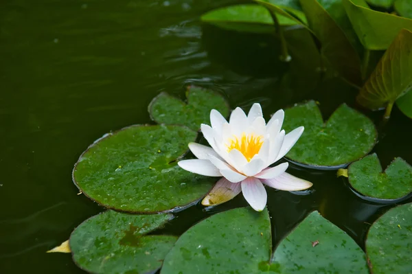 Water lili — Stock Photo, Image