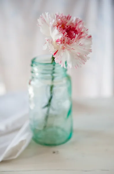 Carnation — Stock Photo, Image