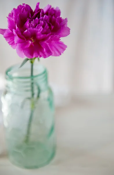 Carnation — Stock Photo, Image