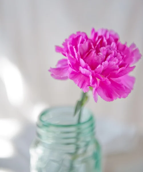 Carnation — Stock Photo, Image
