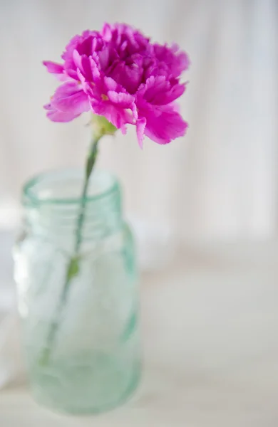 Carnation — Stock fotografie