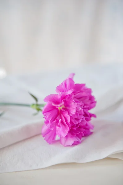 Carnation — Stock Photo, Image