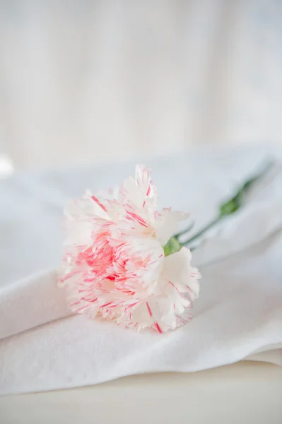 Carnation — Stock Photo, Image