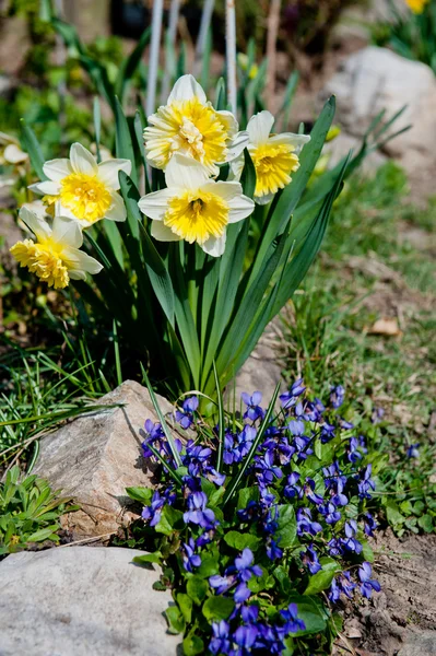 Blommor — Stockfoto